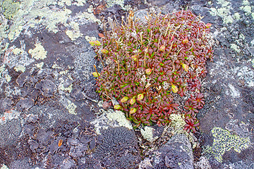 Image showing macro stone vegetation polar leaf summer