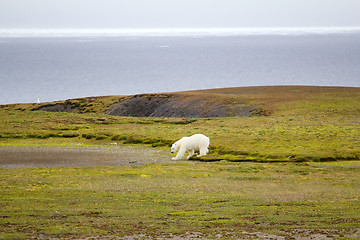 Image showing Relevant today: in summer, polar bears remain on Islands and  search of food 