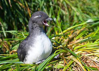 Image showing The Parakeet auklet