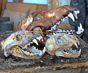 Image showing Taxidermy workshop. Skulls of predatory mammals