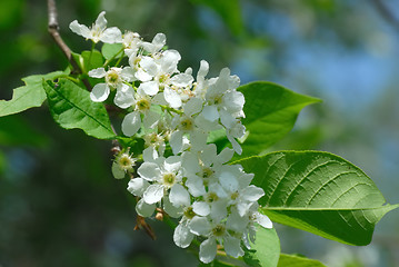 Image showing Bird cherry