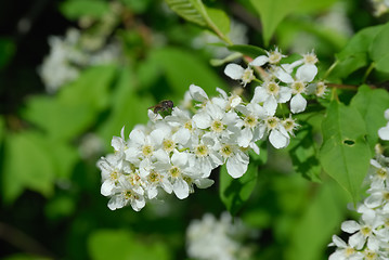 Image showing Bird cherry