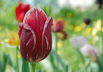 Image showing Tulip