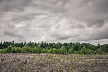 Image showing Green pine tree forest on a meadow