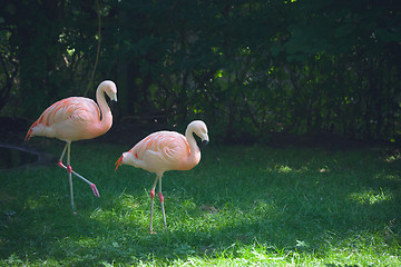 Image showing Flamingos walking on green grass