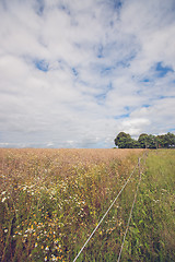 Image showing Fence on a meadow with many flowers