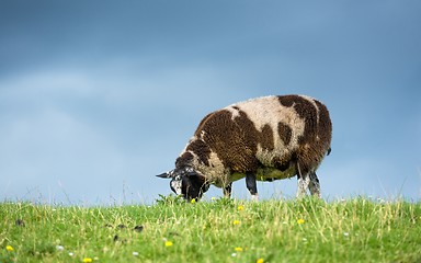 Image showing Sheep feeding on grass