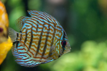 Image showing Colorful tropical fish