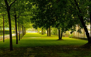 Image showing Green park tree outdoor