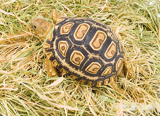 Image showing Geochelone Pardalis