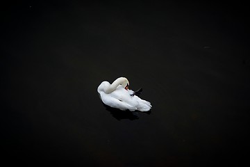 Image showing Swan swimming in the pond