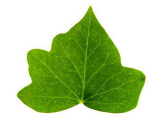 Image showing Leaf of Ivy