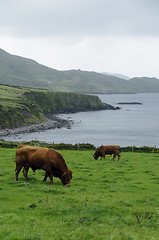 Image showing Irish coast landscape