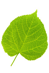 Image showing Lime Tree Leaf