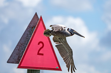 Image showing Pelicans ignore signs