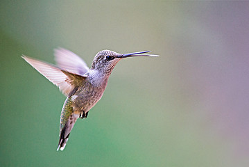 Image showing Black-chinned hummingbird