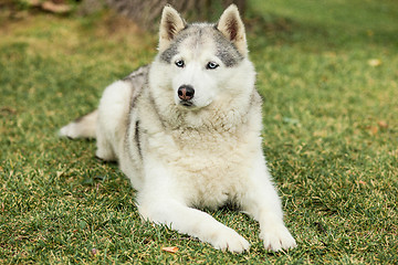 Image showing Portrait of Siberian Husky