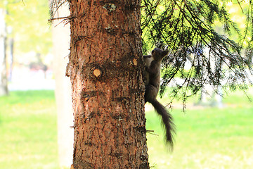 Image showing squirrel on the tree