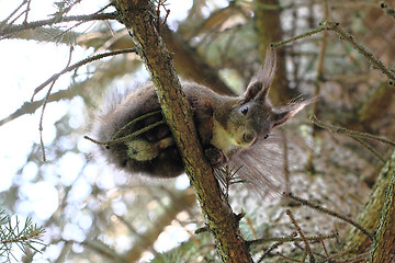 Image showing squirrel on the tree