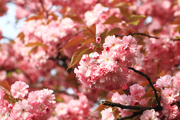 Image showing cherries flowers background