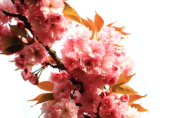 Image showing cherries flowers detail