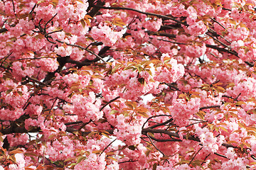 Image showing cherries flowers background