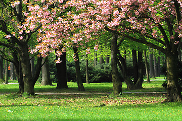 Image showing cherries flowers on the tree