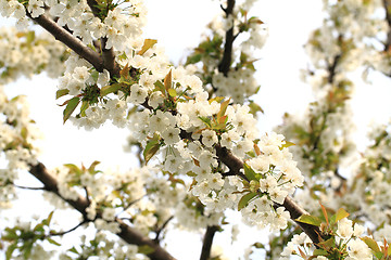 Image showing cherries flowers background