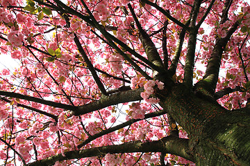 Image showing cherries flowers on the tree