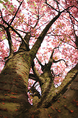 Image showing cherries flowers on the tree