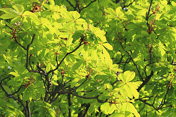 Image showing green buckeye tree background