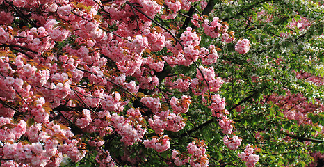 Image showing cherries flowers background