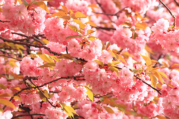 Image showing cherries flowers background