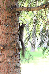 Image showing squirrel on the tree