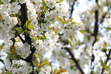 Image showing cherries flowers background