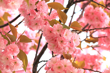 Image showing cherries flowers background