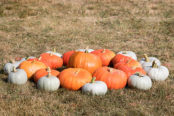 Image showing Ripe autumn pumpkins on the farm