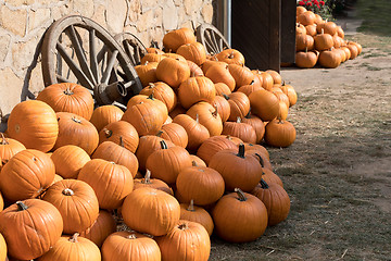 Image showing Ripe autumn pumpkins on the farm