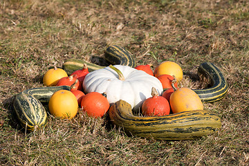 Image showing Ripe autumn pumpkins on the farm