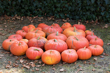 Image showing Ripe autumn pumpkins on the farm