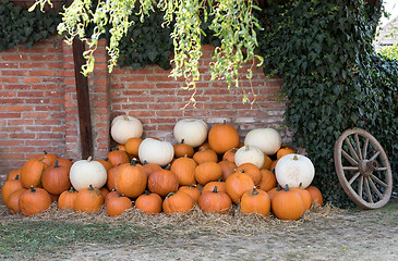 Image showing Ripe autumn pumpkins on the farm