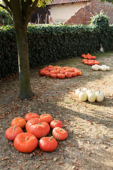 Image showing Ripe autumn pumpkins on the farm