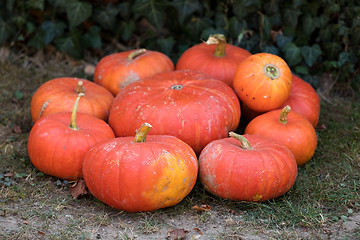 Image showing Ripe autumn pumpkins on the farm