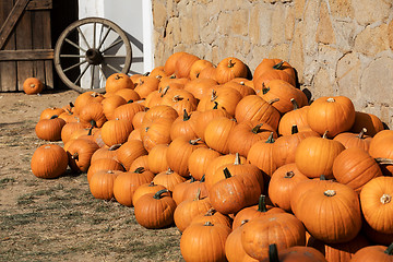 Image showing Ripe autumn pumpkins on the farm