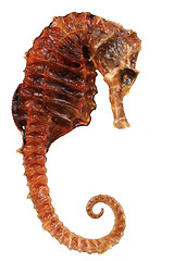 Image showing seahorse fish dried