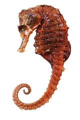 Image showing seahorse fish dried