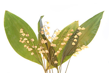 Image showing lily of the valley