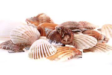 Image showing sea shells isolated