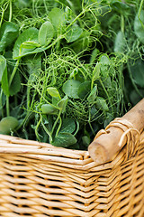 Image showing close up of pea or bean seedling in wicker basket