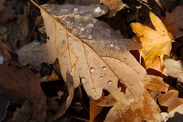 Image showing Fallen frosty leaves